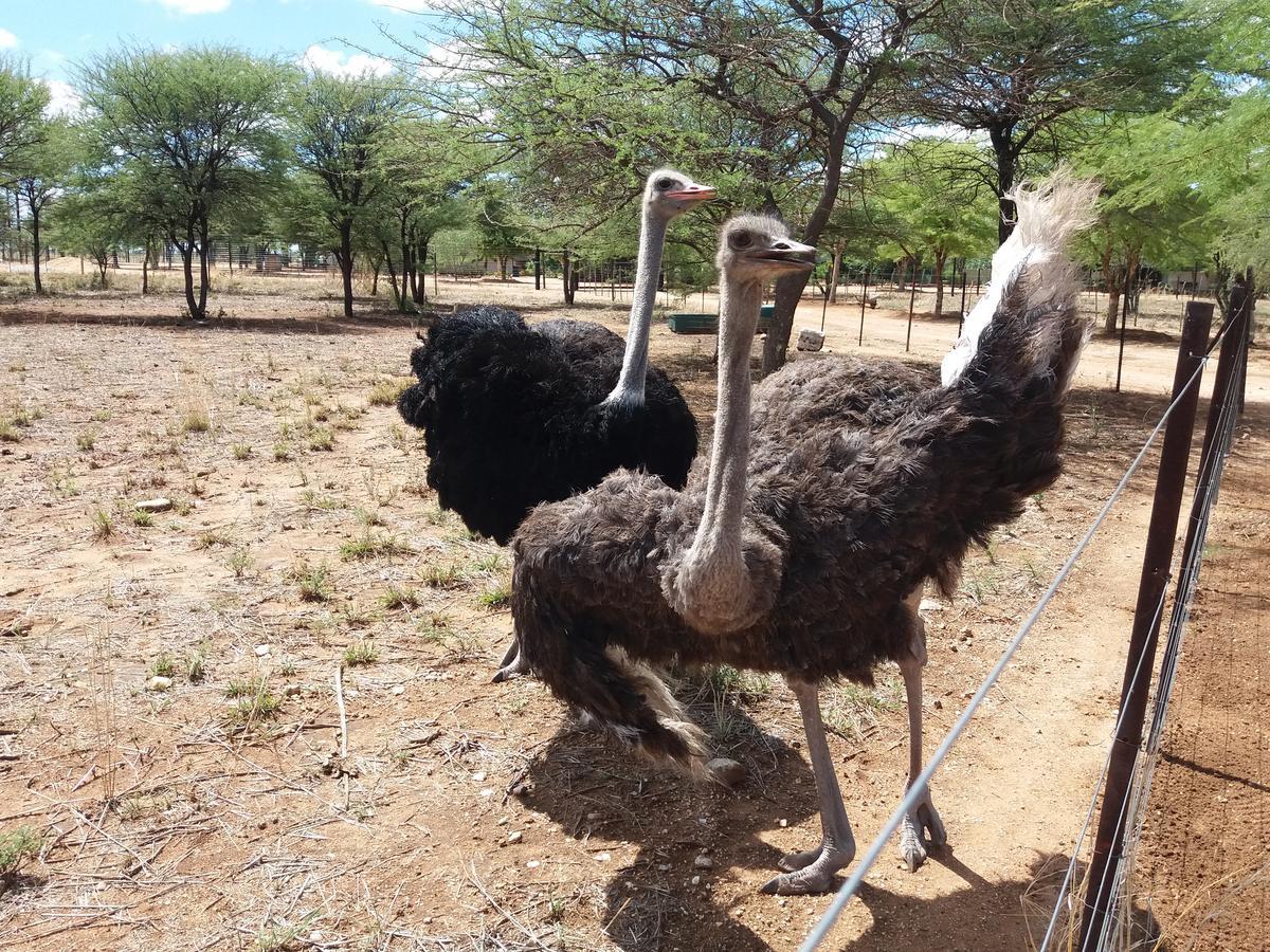 Lion'S Den Guesthouse Otjiwarongo Buitenkant foto