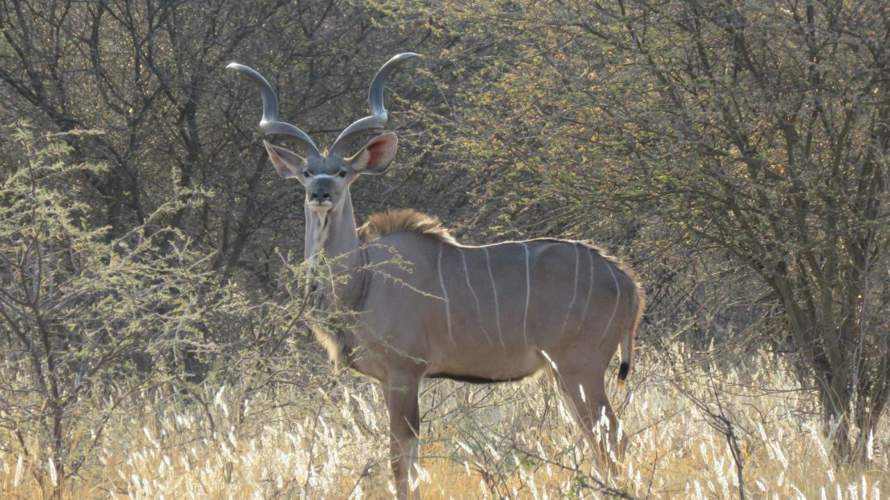 Lion'S Den Guesthouse Otjiwarongo Buitenkant foto