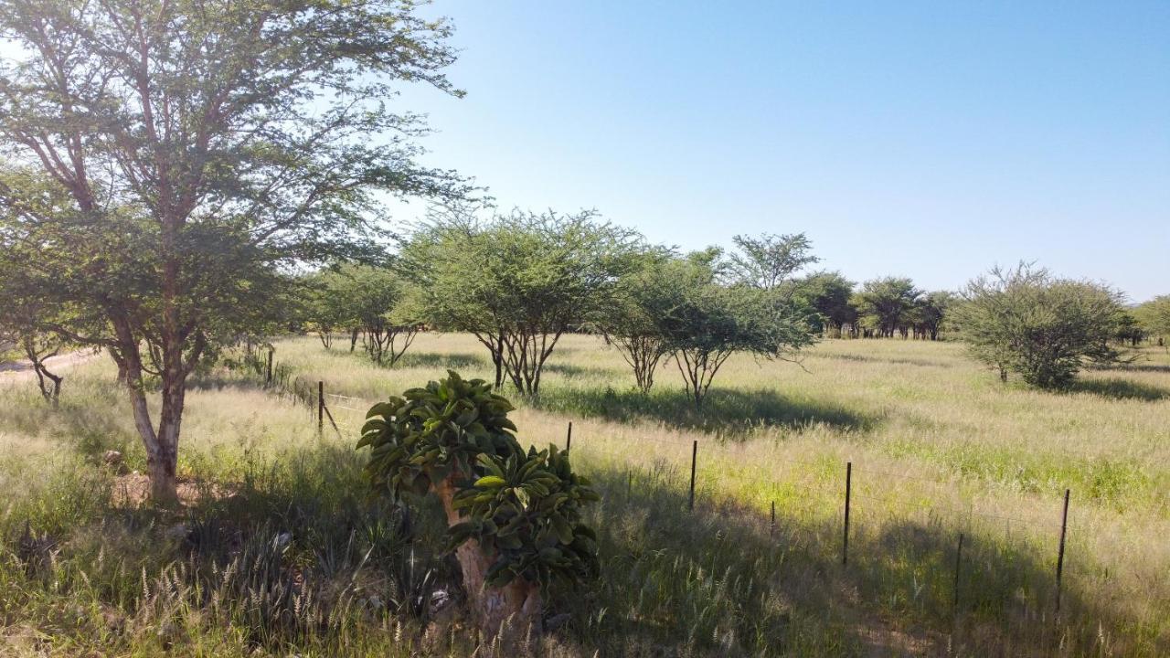 Lion'S Den Guesthouse Otjiwarongo Buitenkant foto