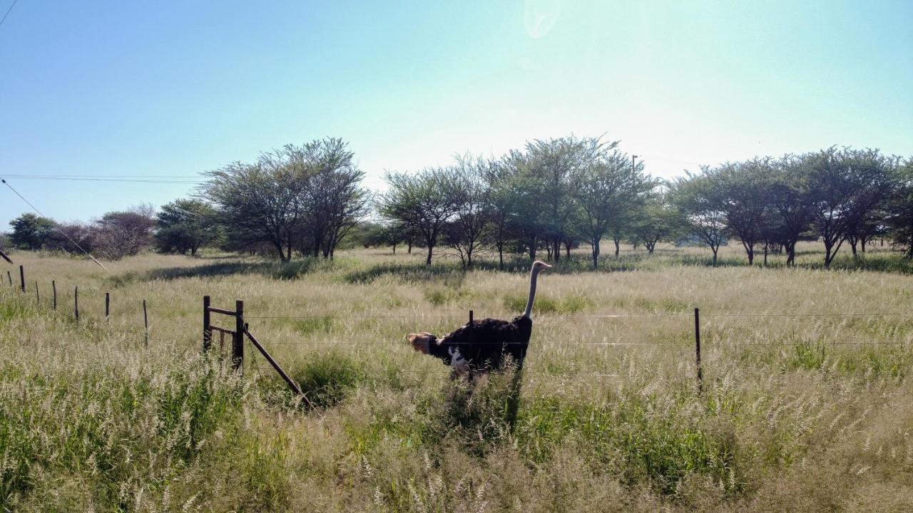 Lion'S Den Guesthouse Otjiwarongo Buitenkant foto